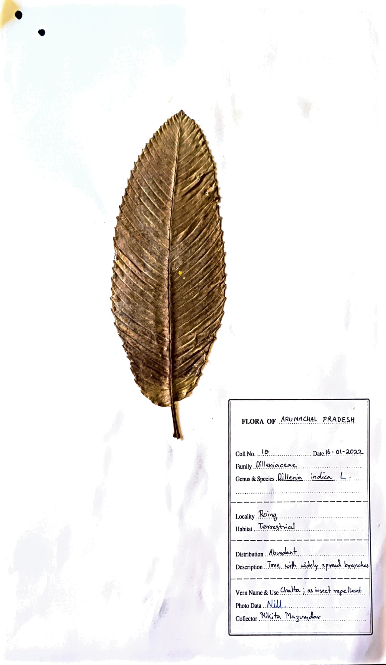 Chalta (Beng.) (Herbarium)